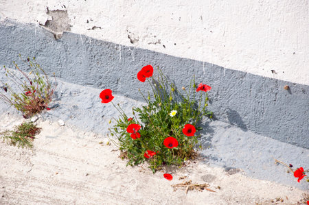 Blooming red common poppy or corn rose papaver flowers on cement road.の写真素材