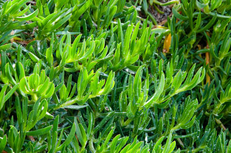 Green leaves of Karkalla or pigface succulent plant natural cacti background.の写真素材