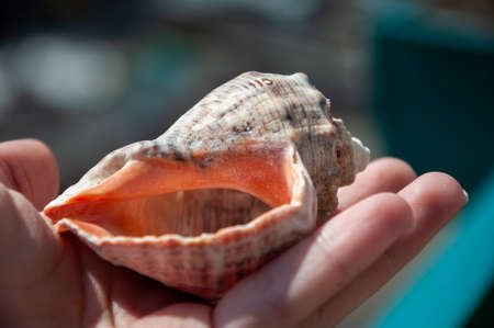 Empty marine mollusc shell seashell on hand close view.