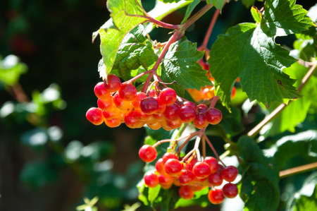 Viburnum berries ripening on shrub with green and red leaves natural background.の写真素材