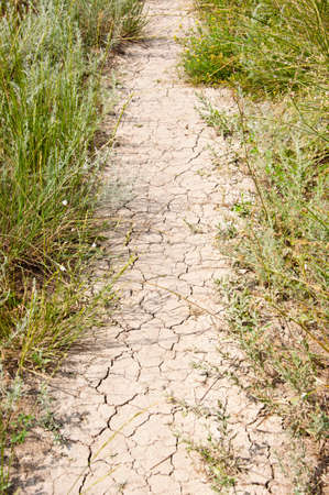 Overgrown path with cracked soil. Natural path landscape. Dried ground path.の写真素材