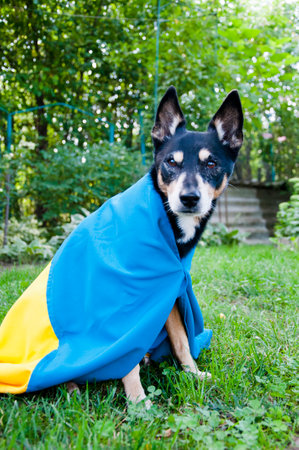 refugee dog with ukrainian flag. pet help in ukraine. independence day. flag day.の写真素材