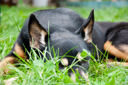 dog relax outdoot. pet relaxing on grass. Tranquil dog finding calm and relaxation outside. A dog at ease in an outdoor setting. Happy pet dog exploring the outdoors. deep in grass.の写真素材