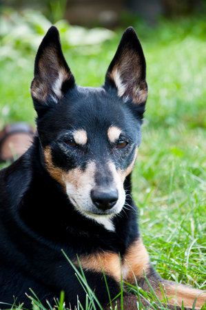 dog relax outdoot. pet relaxing on grass. Tranquil dog relaxation outside. A dog at ease in an outdoor setting. Happy pet dog exploring the outdoors. life is great.の写真素材