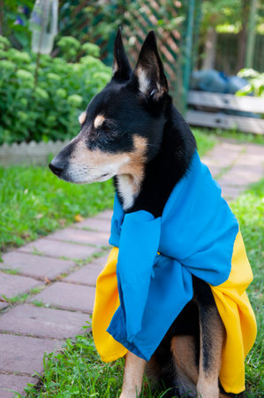 dog with Ukrainian flag. pet in ukraine. Four-legged companion joining in the celebration of Ukraine with the flag.の写真素材