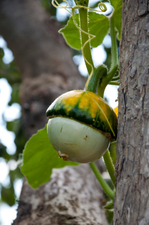 pumpking vegetables in the garden. oranic vegetable pumpkin. harvest of gourd. agriculture.の写真素材