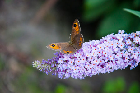 butterfly on summer or spring flower. Serene scene of a butterfly resting on a delicate flower.の写真素材