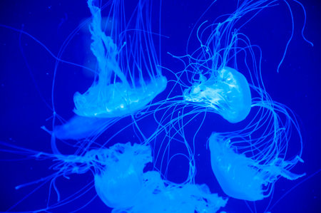 marine animal in seabed deep undersea. jelly fish has tentacle. fluorescent medusa in neon color....