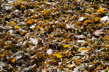 autumn leaves background. seasonal leaves and trees. natural landscape in autumn. autumn beauty of nature. fall season. nature in forest. autumn forest. nature in fall season. autumnal season in park.の写真素材