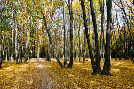 natural landscape in autumn. autumn beauty of nature. fall season. nature in forest. autumn forest....