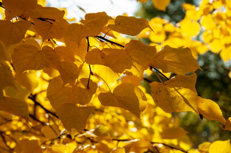 seasonal leaves and trees. natural landscape in autumn. autumn beauty of nature. fall season. nature...