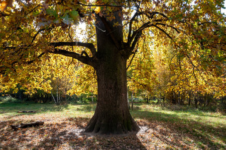 nature in the forest. autumn forest. nature in fall season. autumn season in the park. seasonal leaves and trees. natural landscape in autumn. autumn beauty of nature. fall season. urban park.の写真素材