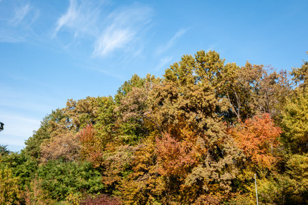 fall season. nature in forest. autumn forest. nature in fall season. autumnal season in the park. seasonal leaves and trees. natural landscape in autumn. autumn beauty of nature. Lush surroundings.の写真素材