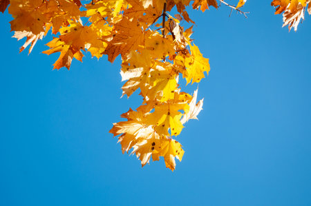 nature in fall season. autumnal season in the park. seasonal leaves and trees. natural landscape in...
