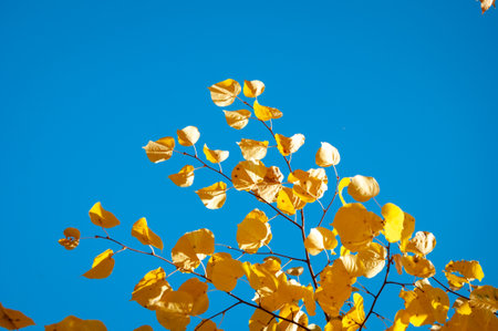 autumn beauty of nature. fall season. nature in forest. autumn forest. nature in fall season. autumnal season in the park. seasonal leaves and trees. natural landscape in autumn. weather cools.の写真素材