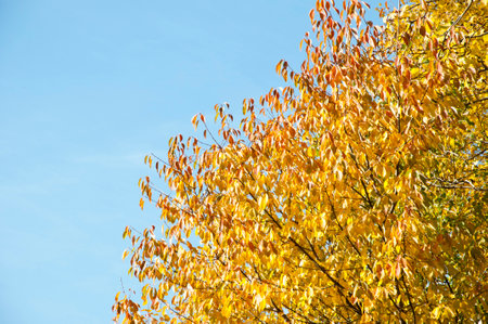 leaves and sky. natural landscape in autumn. autumn beauty of nature. fall season. nature in forest. autumn forest. nature in fall season. autumnal season in the park. seasonal leaves and trees.の写真素材