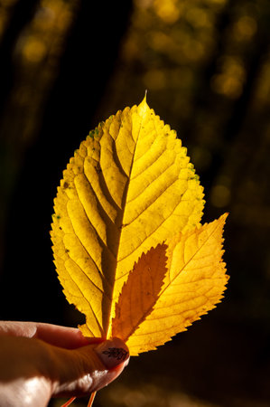 seasonal leaves and trees. natural landscape in autumn. autumn beauty of nature. fall season. nature...