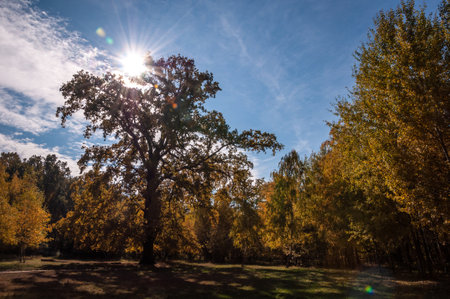 autumn forest. nature in fall season. autumn season in the park. seasonal leaves and trees. natural landscape in autumn. autumn beauty of nature. fall season. nature in the forest. recreational hub.の写真素材