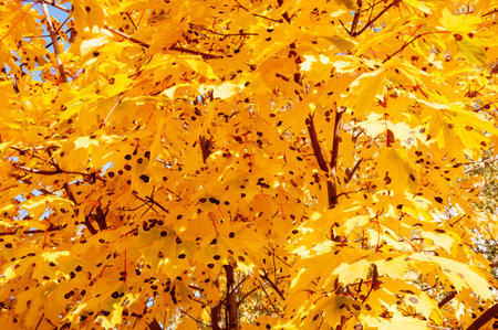 yellow background. nature in forest. autumn forest. nature in fall season. autumnal season in the park. seasonal leaves and trees. natural landscape in autumn. autumn beauty of nature. fall season.の写真素材