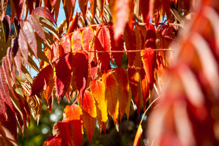 autumn beauty of nature. fall season. nature in the forest. autumn forest. nature in fall season....