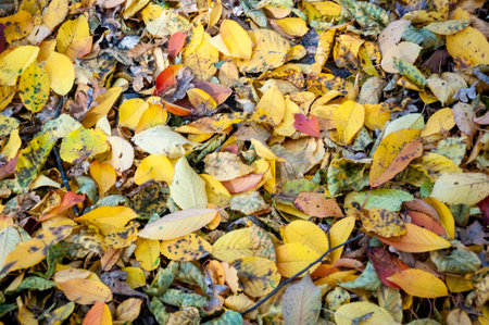 nature in forest. autumn forest. nature in fall season. autumnal season in the park. seasonal leaves and trees. natural landscape in autumn. autumn beauty of nature. fall season. leaf background.の写真素材