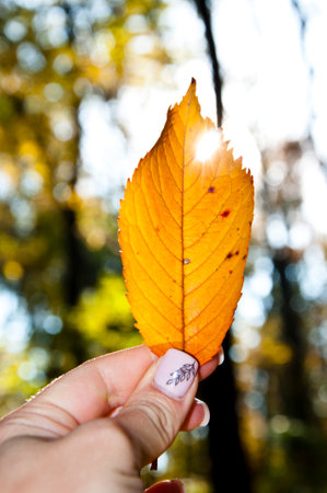 sunlight. fall season. nature in the forest. autumn forest. nature in fall season. autumn season in...