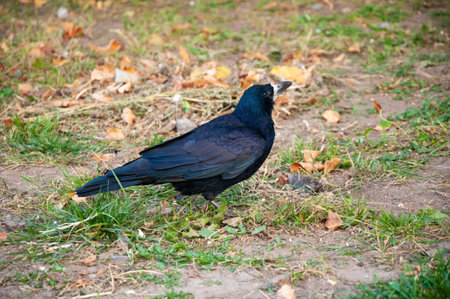 black rook bird. black crow animal. black raven plumage with feather outdoor. wildlife.