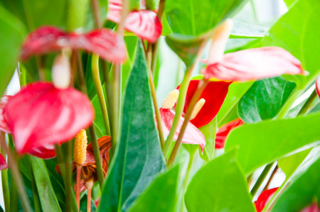 anthurium flower. flowering nature closeup. macro flowering tailflower plant. red exotic laceleaf flower. natural flower spathiphyllum plant. flora nature. blooming flower in nature. selective focus.の写真素材