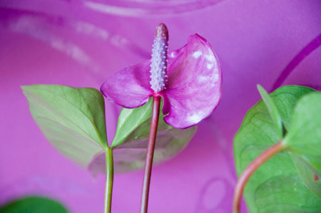 anthurium flower. flowering nature closeup. macro of flowering tailflower plant. purple exotic laceleaf flower. natural flower spathiphyllum plant. flora nature. peace lily blooming flower in nature.の写真素材
