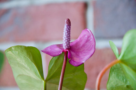 anthurium flower. flowering nature closeup. macro of flowering tailflower plant. purple exotic laceleaf flower. natural flower spathiphyllum plant. flora nature. blooming flower in nature. houseplant.の写真素材