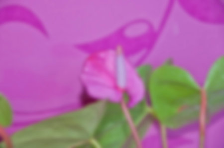 blurred background of anthurium flower. flowering nature blur. unfocused backdrop of flowering tailflower plant. flora nature. bright blooming defocused blurry background.の写真素材