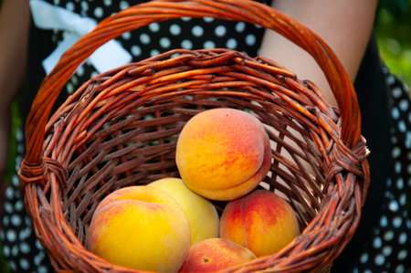 peach in basket. organic food. harvest of fruit. eco farming and harvesting. summer or autumn peach orchard harvest. fruit harvesting. fresh and organic healthy fruit.の写真素材