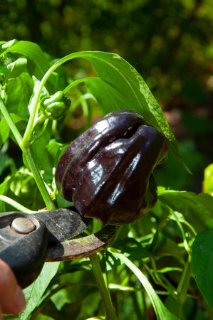 organic food. harvest of vegetables eco farming and harvesting. summer autumn farm crop. vegetable harvesting. fresh and organic healthy vegetable. gardening agriculture cultivation. cutting pepperの写真素材