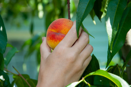organic food. harvest of fruit. eco farming and harvesting. summer or autumn peach orchard harvest. fruit harvesting. fresh and organic healthy fruit. gardening agriculture peach cultivation.の写真素材