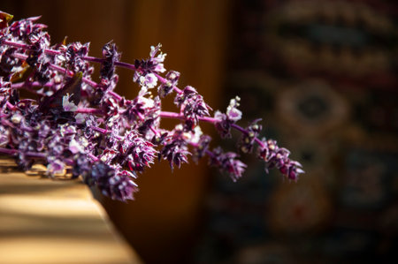 basil fresh ingredient. eco bunch of fresh scented purple basil stems with leaves on wood table. flavorful fresh purple basil stalks. aromatic herbal basil herb. organic farming. agricultural product.の写真素材