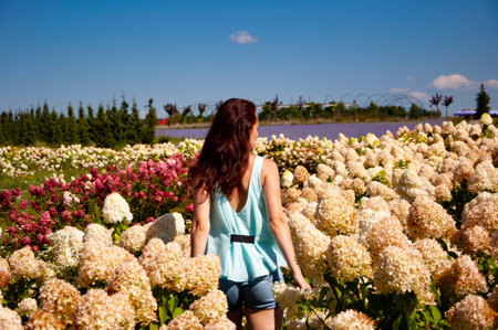 Woman in hydrangea field in summer outdoor. Hydrangea flower garden and girl. Summer field of hydrangea. Beautiful woman and hydrangea. Girl in summer or spring nature. Blooming flower.の写真素材
