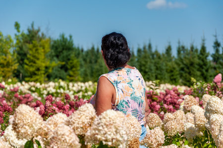 Blooming flower. Woman in hydrangea field in summer outdoor. Hydrangea flower garden and gardener....