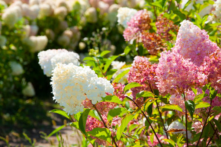Hydrangea flower garden. Summer field of hydrangea. Hydrangea cultivation. Summer spring nature. Blooming spring flower. Summer flower field. Greenhouse spring plant. Hydrangea field in summer.の写真素材