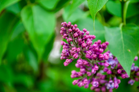 Lilac flower in spring blooming nature. Spring blossom nature. Floral spring nature. Summer...