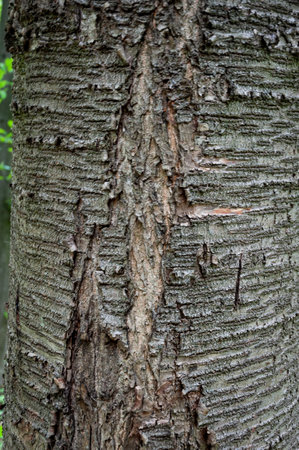 Bark of trees. Tree bark background. Nature background of texture tree trunk. Trunk wooden texture.