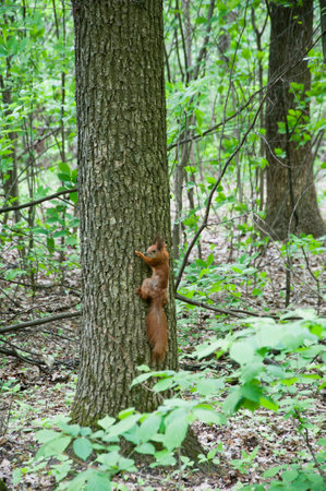 Squirrel wild animal in forest outdoor. Wildlife of squirrel rodent.