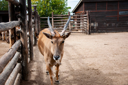 Animal in zoo. Eland antelope in zoo park. Wildlife and fauna. Eland antelope. Wild animals and wildlife. South Africa.の写真素材