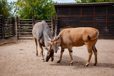 Eland antelope. Wild animals and wildlife. Animal in zoo. Eland antelope in zoo park. Wildlife and...