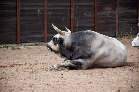 Boskarin Istrian cow cattle bull. Animal in zoo. Boskarin Istrian cow cattle bull in zoo park. Wildlife and fauna.の写真素材