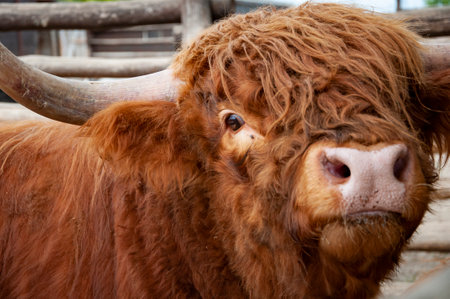 Highland cow bull in zoo park. Wildlife and fauna. Highland cow bull. Wild animals and wildlife. Animal in zoo. Highland cow baby.の写真素材