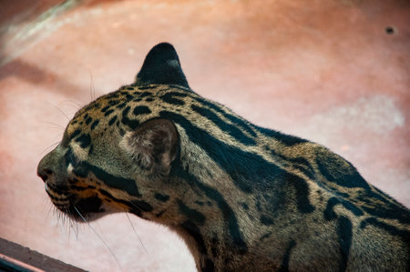 Formosan clouded leopard. Wild animals and wildlife. Animal in zoo. Formosan clouded leopard in zoo park. Wildlife and fauna. Leopard elusive nature.の写真素材