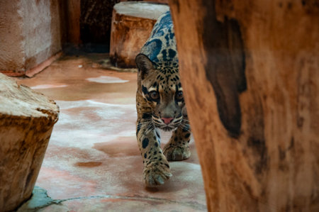 Animal in zoo. Formosan clouded leopard in zoo park. Wildlife and fauna. Formosan clouded leopard. Wild animals and wildlife. Spotted leopard.の写真素材