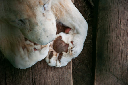 Panthera leo krugeri with paw. White lion. Wild animals and wildlife. Animal in zoo. White lion in zoo park. Wildlife and fauna. Lion majestic stride.の写真素材
