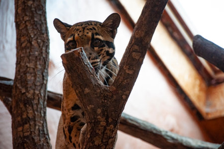 Formosan clouded leopard in zoo park. Wildlife and fauna. Formosan clouded leopard. Wild animals and wildlife. Animal in zoo. Leopard graceful leap.の写真素材