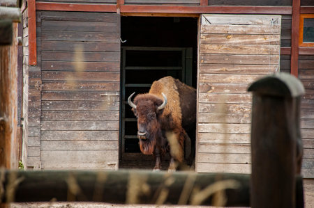 Wild animals and wildlife. Animal in zoo. Buffalo bison ox in zoo park. Wildlife and fauna. Buffalo bison ox. Shaggy buffalo.の写真素材